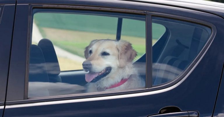 كيف تتغلّب الحيوانات على الحرارة؟