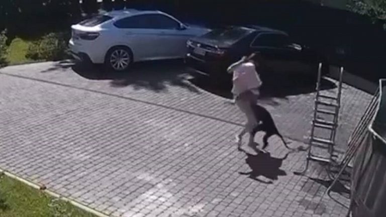 بالفيديو: قرد يحاول اختطاف فتاة صغيرة من والدتها