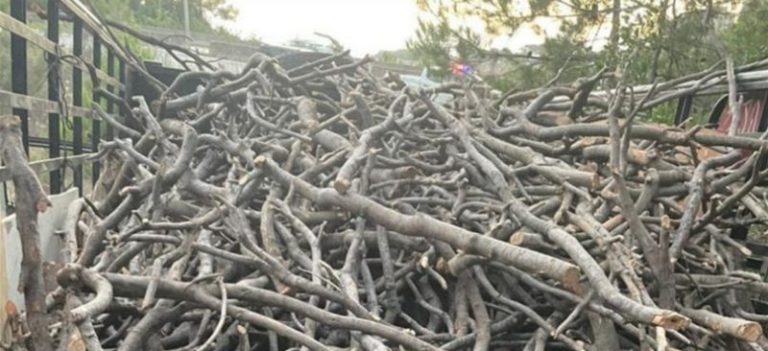 بلدية روميه: لن نساوم أبدا على قطع الأشجار