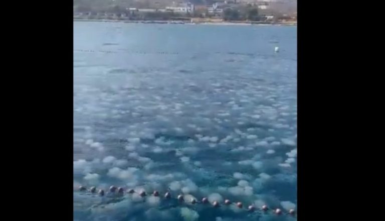 بالفيديو: قناديل البحر تجتاح الشاطئ اللبناني!