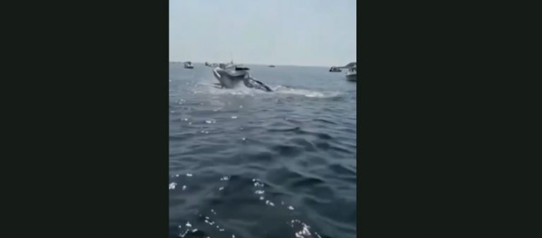 بالفيديو: حوت عملاق ينقض على قارب صيد في أميركا
