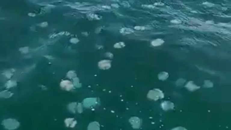 بالفيديو: قناديل البحر خرجت من البحر الى الشاطئ.. كيف تُعالَج لدغاتها؟