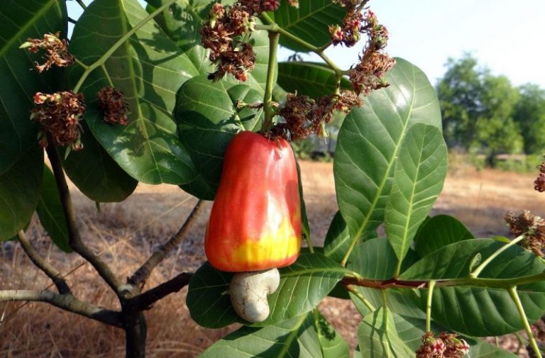 عصارة الكاجو لحفظ عيّنات الدم!