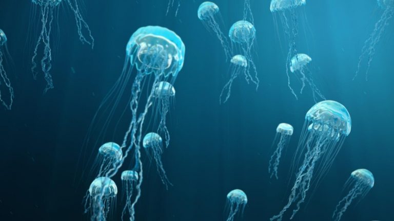 بالفيديو: قناديل البحر تغزو الشاطئ اللبناني