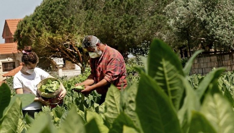 “الزراعة”: لاعتماد التفاح المكثف في عكار