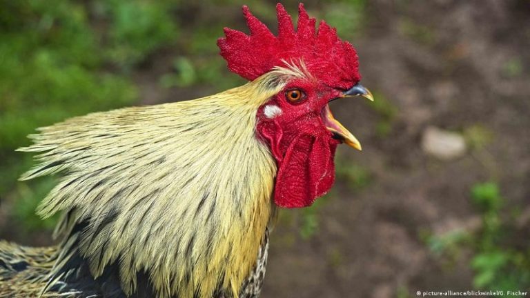 القضاء الألماني ينظر في دعوى ضد ديك!