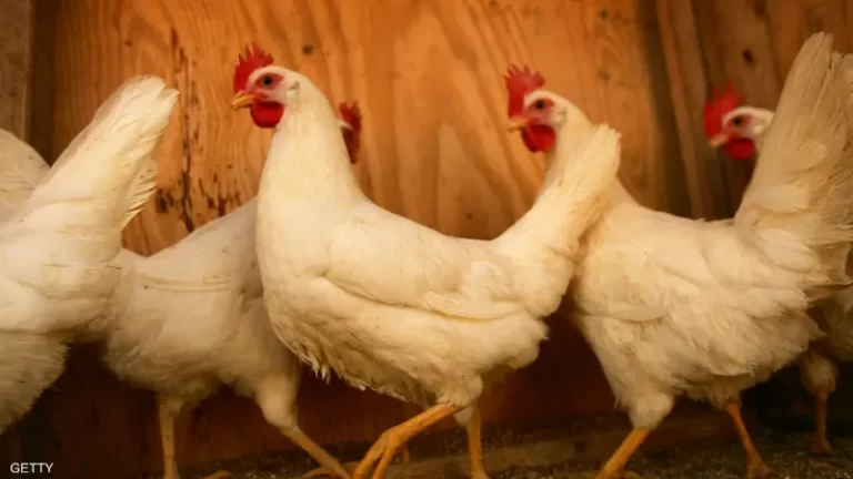 نقابة الدواجن تُحذر من تعريض المستهلك لـ “عملية غش كبيرة”