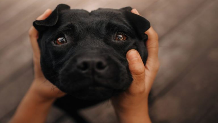 الكلاب تذرف الدموع فرحاً بلقاء أصحابها!