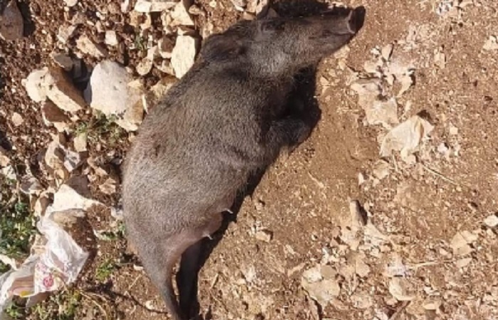 إنتشار أعداد كبيرة من الخنازير في الضنية
