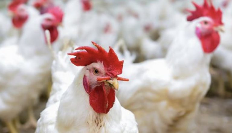 “نقابة الدواجن”: أسعار الدجاج لم تتغير في الأسواق