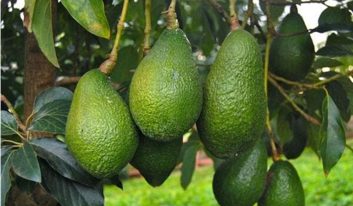 “سارقا الأفوكا” في عدلون.. وقعا بالفخ