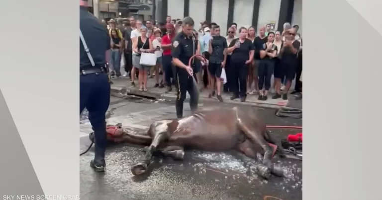 فيديو لتعنيف حصان يشعل مواقع التواصل