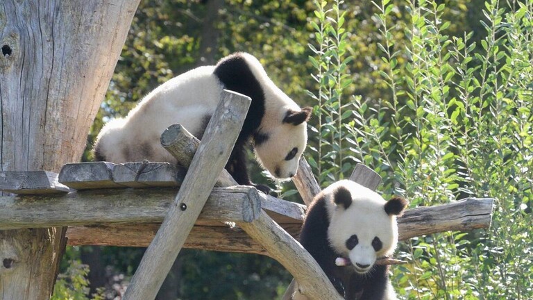 هدية صينية الى دولة قطر