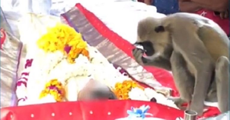 بالفيديو: قرد يودع صاحبه المتوفى