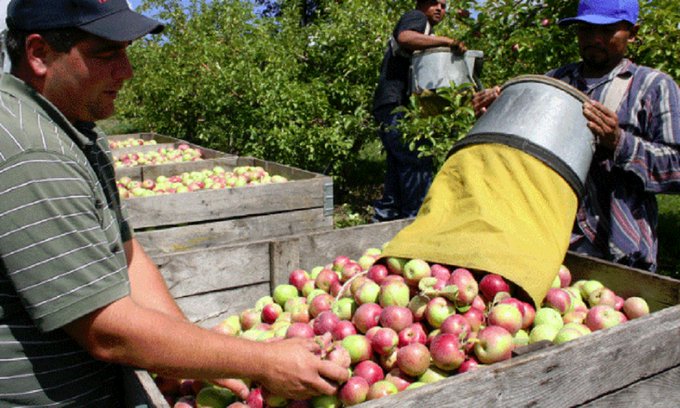 خبر سار لمزارعي التفاح..ماذا في التفاصيل؟