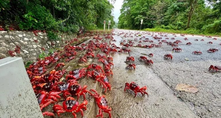 فيديو لـ”غزو السلطعون”.. ماذا يحدث في هذه الجزيرة؟