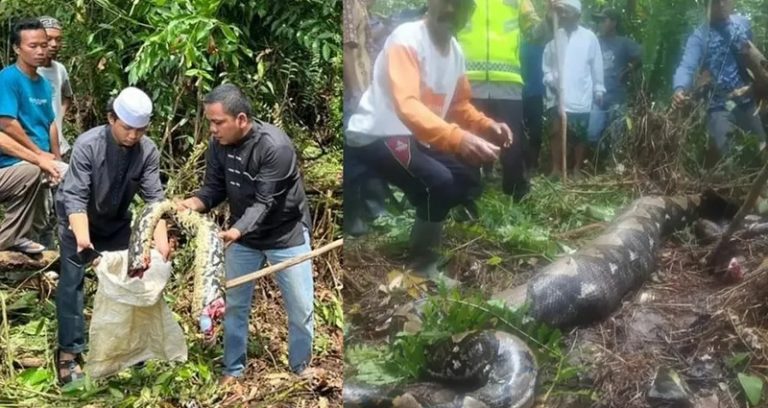 حل لغز الجدة المختفية.. المجرم “ثعبان عملاق”