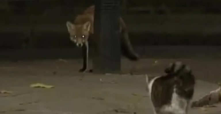 مقر حكومي يشهد مواجهة بين قط وثعلب..هذا ما حصل!