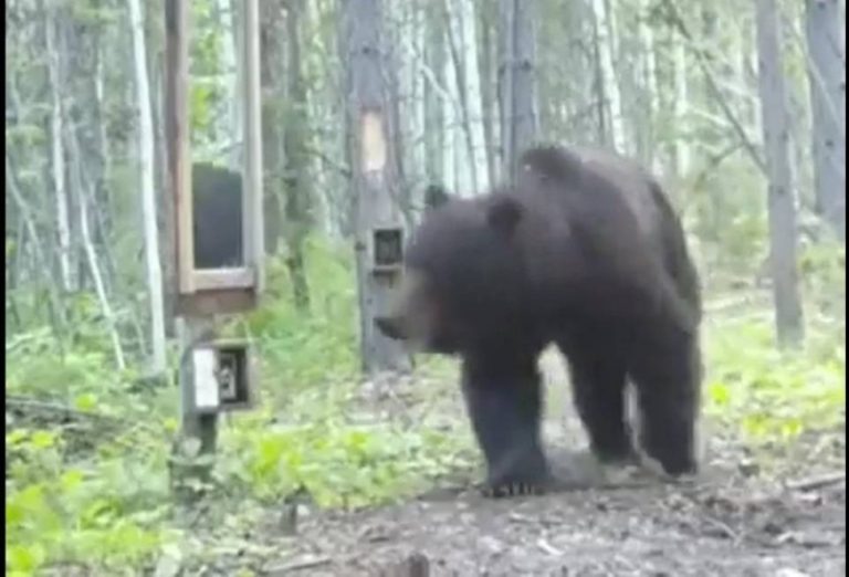 دب ضال يتجول في شوارع إسبانيا!