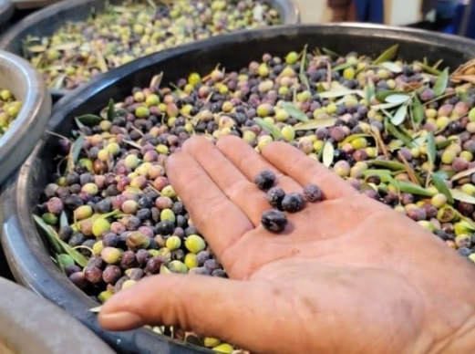 موسم “اللؤلؤ الأخضر”: الأرباح تتجاوز المليار ليرة