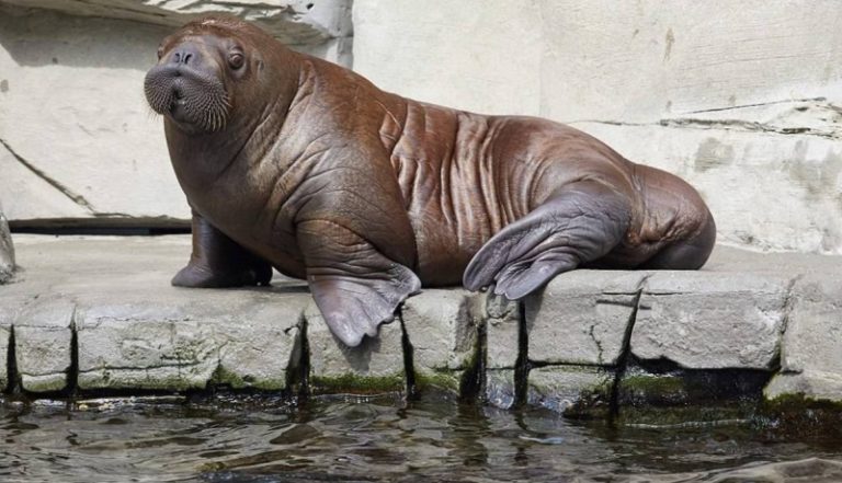 رصد أحد حيوانات “الفظّ” في ميناء شمال فرنسا!