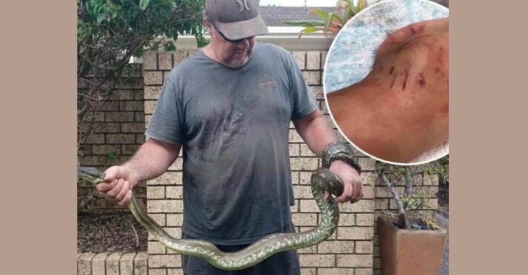 بالفيديو: الثعابين والعناكب تغزو الأحياء السكنية في أستراليا