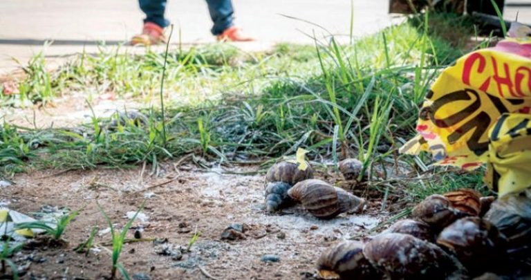 حلزونات عملاقة تجتاح غرب فنزويلا