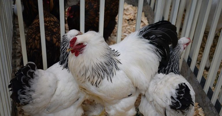 عودة إنتاج الدواجن للتعافي في لبنان