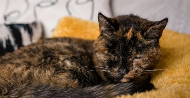 وُلدت عام 1995.. تعرفوا على أكبر قطة حية بالعالم