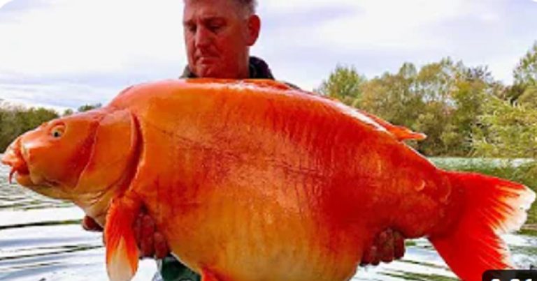 بالفيديو: أكثر من 30 كيلو وزن سمكة عملاقة