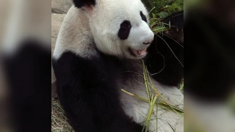 في واقعة نادرة.. دب “باندا” يتغلب على التوتر بين الصين وتايوان!