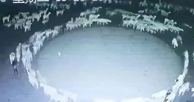 لغز في سلوكها.. قطيع أغنام يسير دائريا منذ أسبوعين! (فيديو)