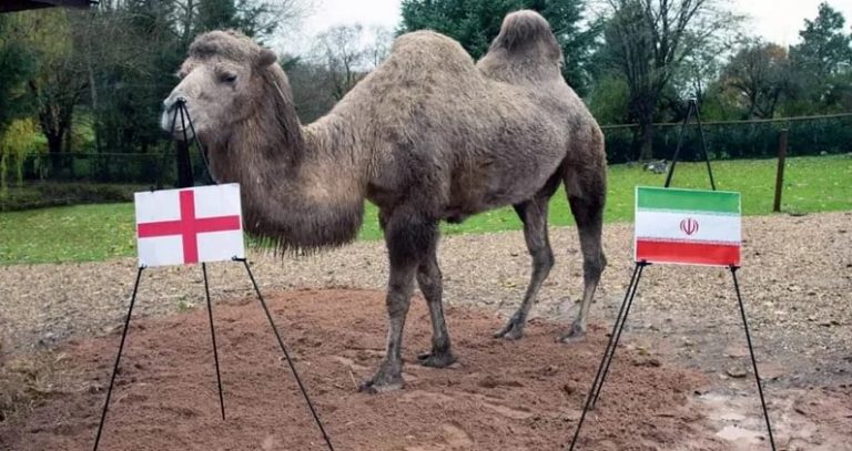 للمرة الثانية.. الناقة كاميلا تصدق في توقعات المونديال!