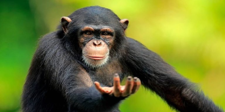 احتضنته بجنون.. فيديو مؤثر لأم شمبانزي تلتقي رضيعها لأول مرة!