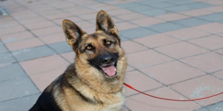 بسبب كلب.. مشاجرة بالأسلحة البيضاء في بلد عربي