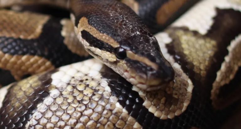 طفل ينجو من لدغة أفعى ضخمة.. “كلمة السر” جده!