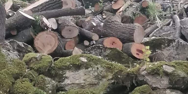 شتاء الأطراف في لبنان: إمّا موت الشجر أو البشر؟