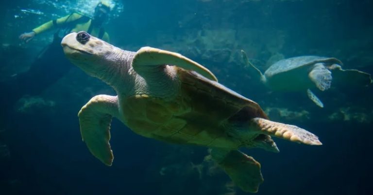 بحجم سيارة… اكتشاف سلحفاة بحرية عملاقة!