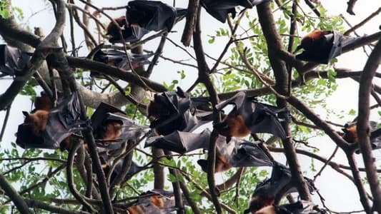 خطر مصدره “الخفافيش”.. فيروس يشبه كورونا سيهدد العالم