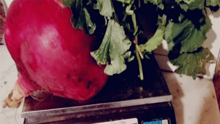 مزارع يقتلع فجلة تزن أكثر من 5 كيلوغرامات