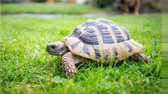 بسبب الصيد.. السلاحف مهددة بالإنقراض