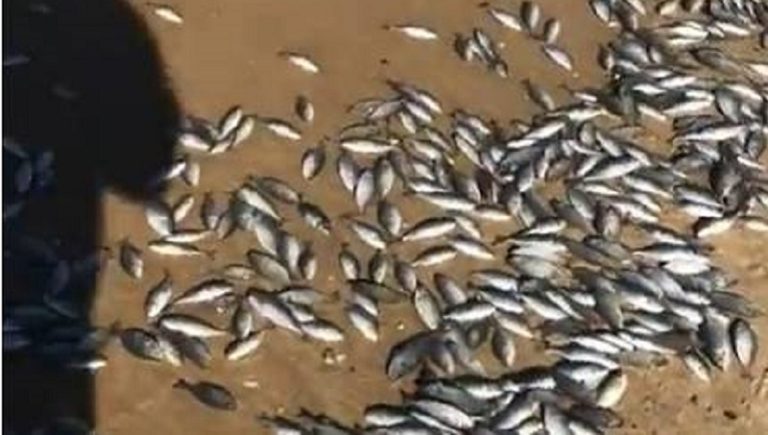 ضبط مخالفة بيع أسماك صغيرة في طرابلس