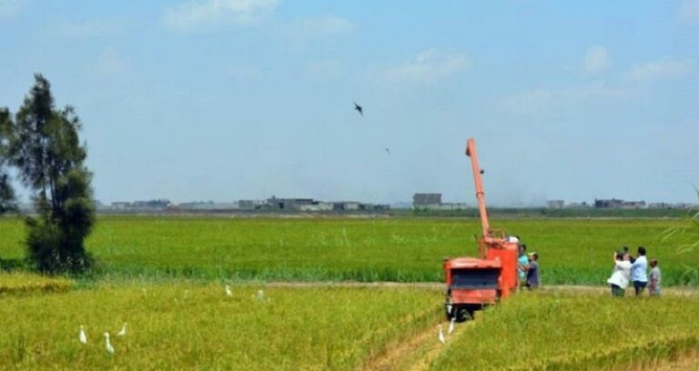 وزير مصري يكشف احتياطات بلاده من السلع الغذائية