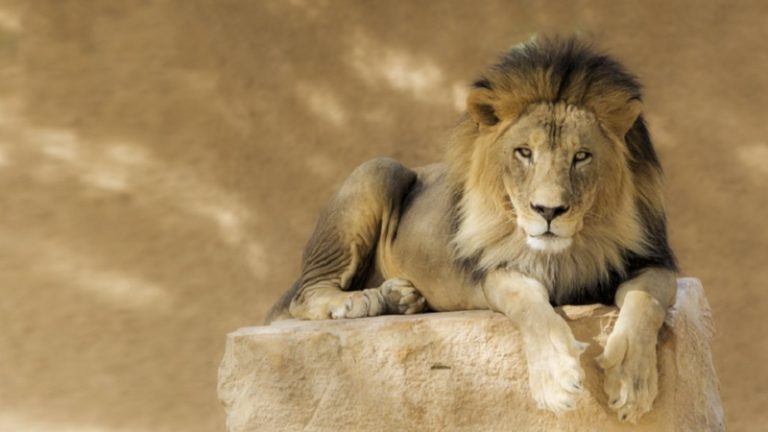 4 حيوانات انقرضت تماماً من السعودية