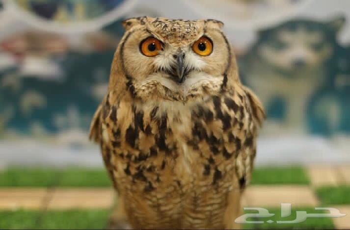 إنقاذ بومتين مهددتين بالانقراض في روسيا!