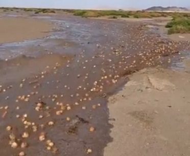 بالفيديو.. سيول الأمطار تجرف الكمأ في صحراء الأنبار