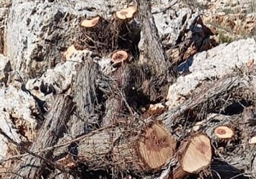 توقيف 3 أشخاص لقطعهم أشجار اللزّاب المعمّرة في بعلبك