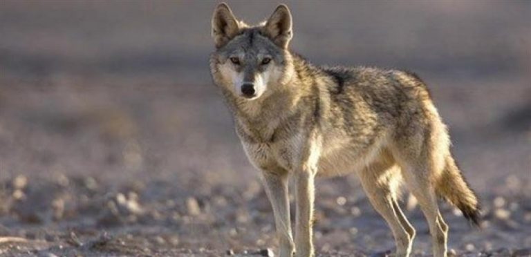 جرحى وهلع كبير.. “ذئب شارد” يهاجم منطقة لبنانية!