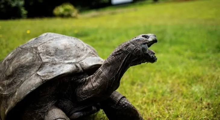 احتفاء بأقدم حيوان بري في العالم.. لن تصدق عمره