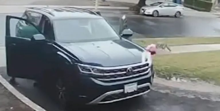 لحظة مخيفة.. فيديو يوثق هجوم ذئب بري على طفلة